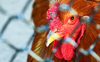 Wirus ptasiej grypy w odwrocie. Są natomiast kolejne przypadki ASF u dzikich zwierząt
